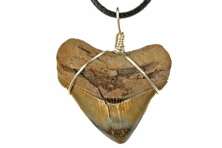Fossil Chubutensis Tooth Necklace - Megalodon Ancestor #130922
